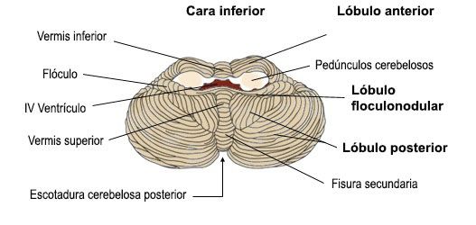 Cerebelo